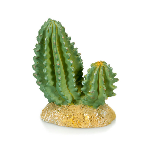 Cactus 4