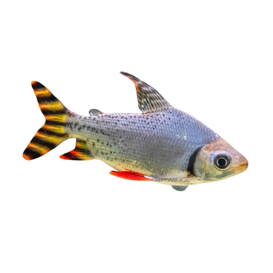 Jaraqui (Semaprochilodus taeniurus)