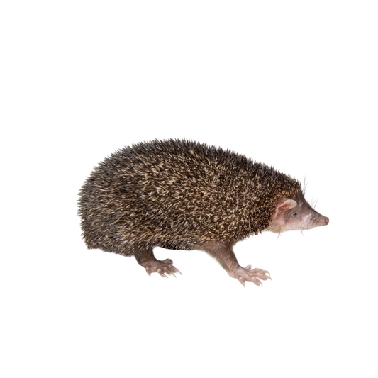 Ouriço de Madagascar (Setifer setosus)