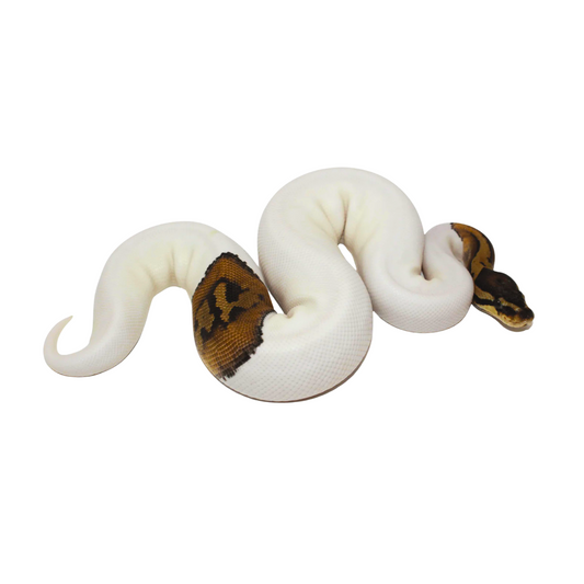 Python Ball Pied (Python regius)