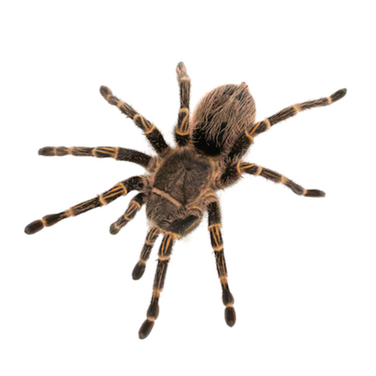 Grammostola pulchripes