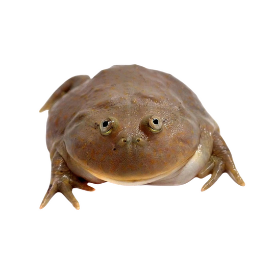 Budgett's frog (Lepidobatrachus laevis)