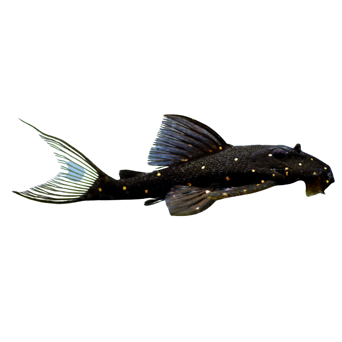LDA 31 (Panaqolus albomaculatus)