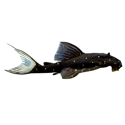 LDA 31 (Panaqolus albomaculatus)