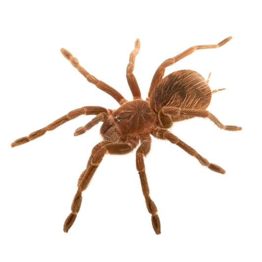 Pamphobeteus manganegra