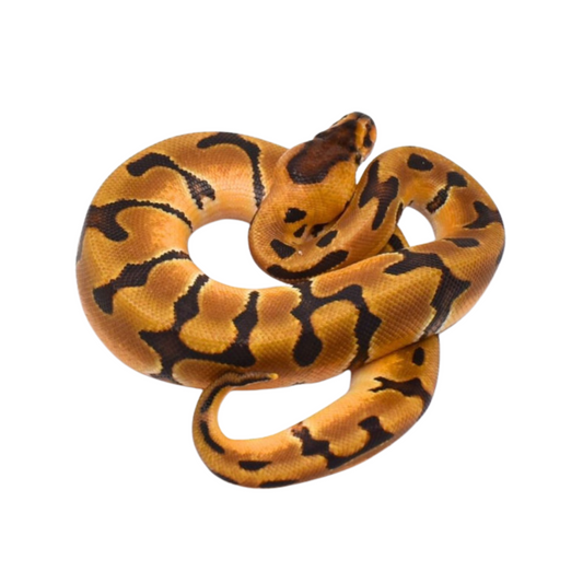 Python Ball Super Enchi Het DG (Python regius)