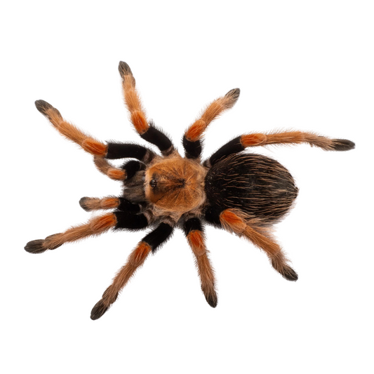 Brachypelma bohemei
