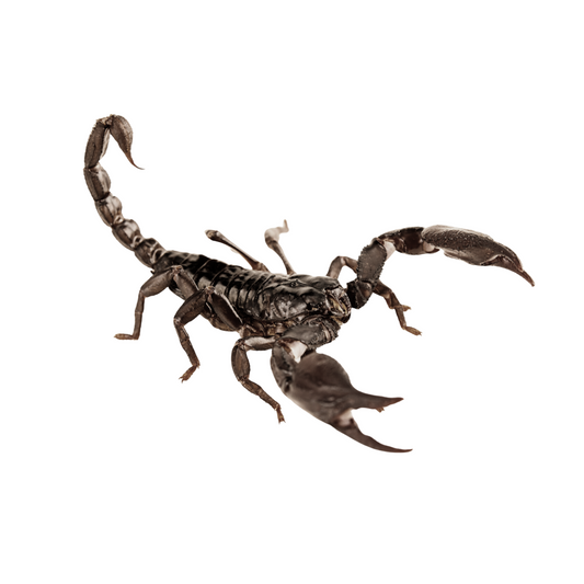 Escorpião Asiático da Floresta (Heterometrus cyaneus)