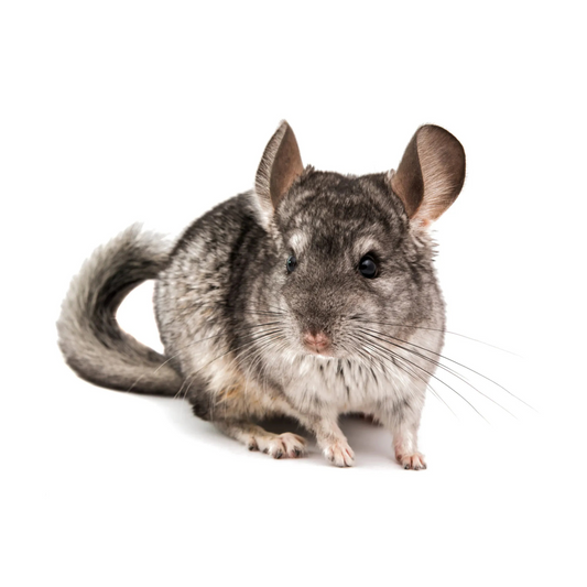 Chinchila Cinza (Chinchilla lanigera)