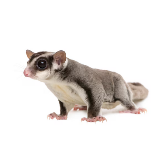 Petauro do Açúcar (Petaurus breviceps) – Jaspet