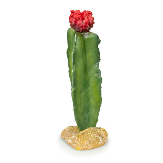 Cactus 5