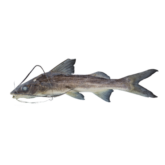 Pimelodus tetramerus
