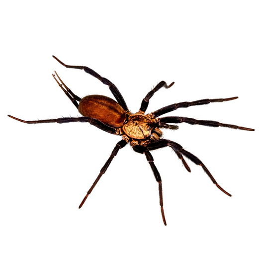 Linothele sericata