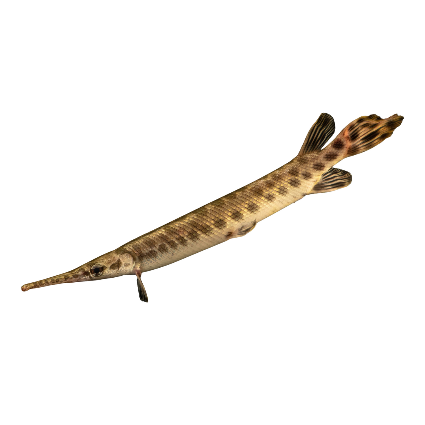 Spotted Gar (Lepsosteus occulatus)