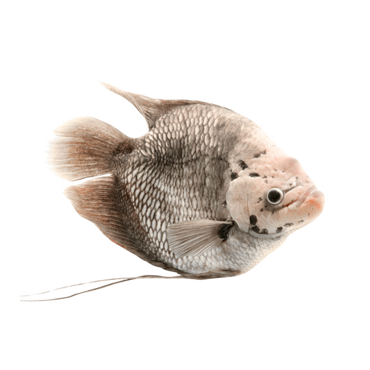 Gourami Gigante Cinza (Osphronemus goramy)