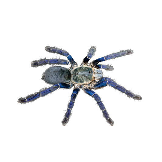 Haplopelma lividum