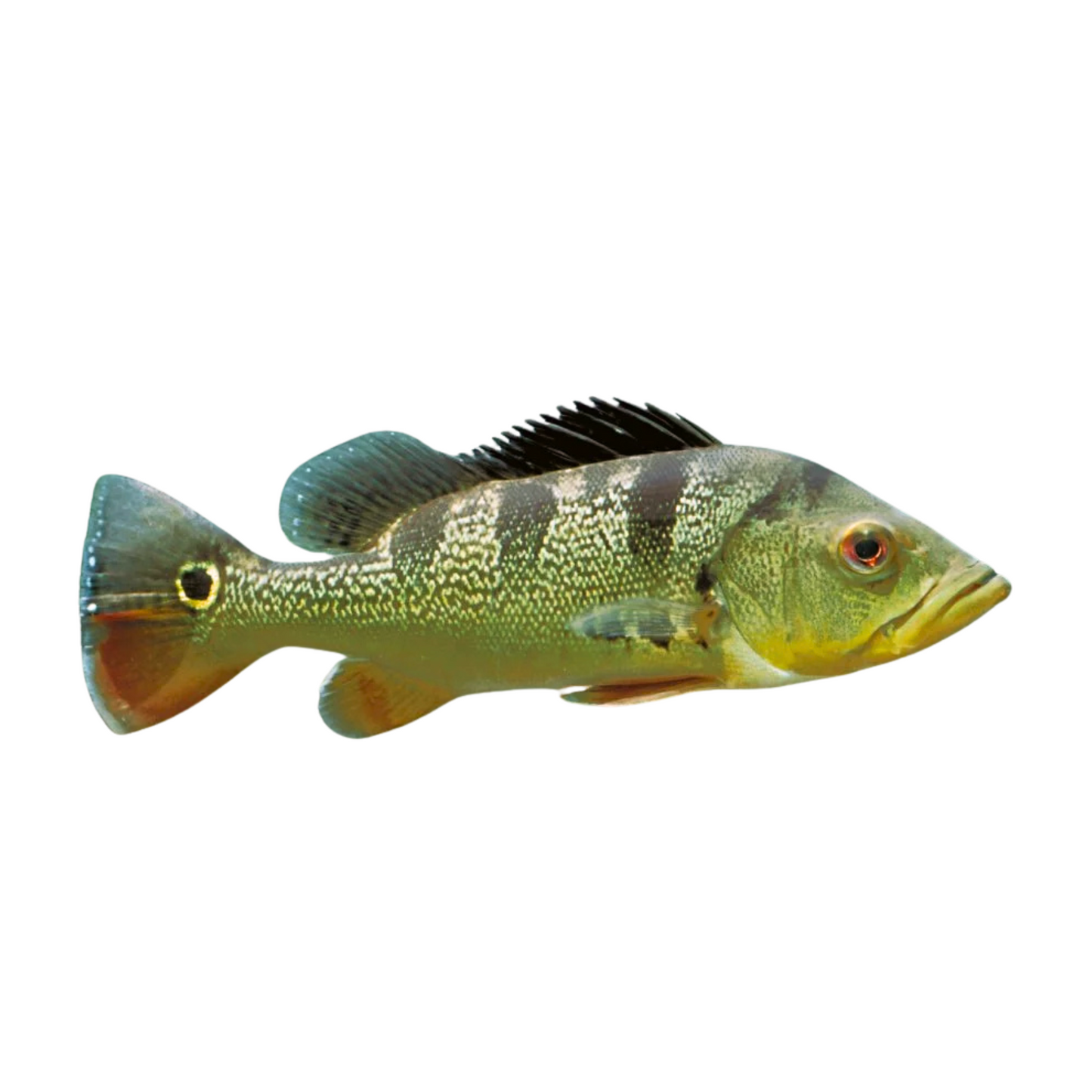 Tucunaré (Cichla monoculus)