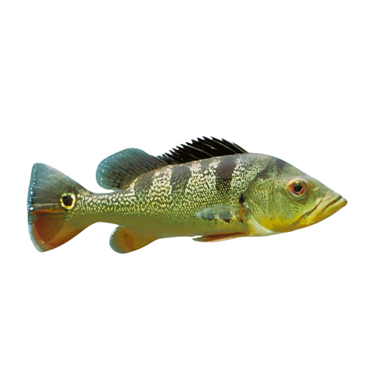 Tucunaré (Cichla monoculus)