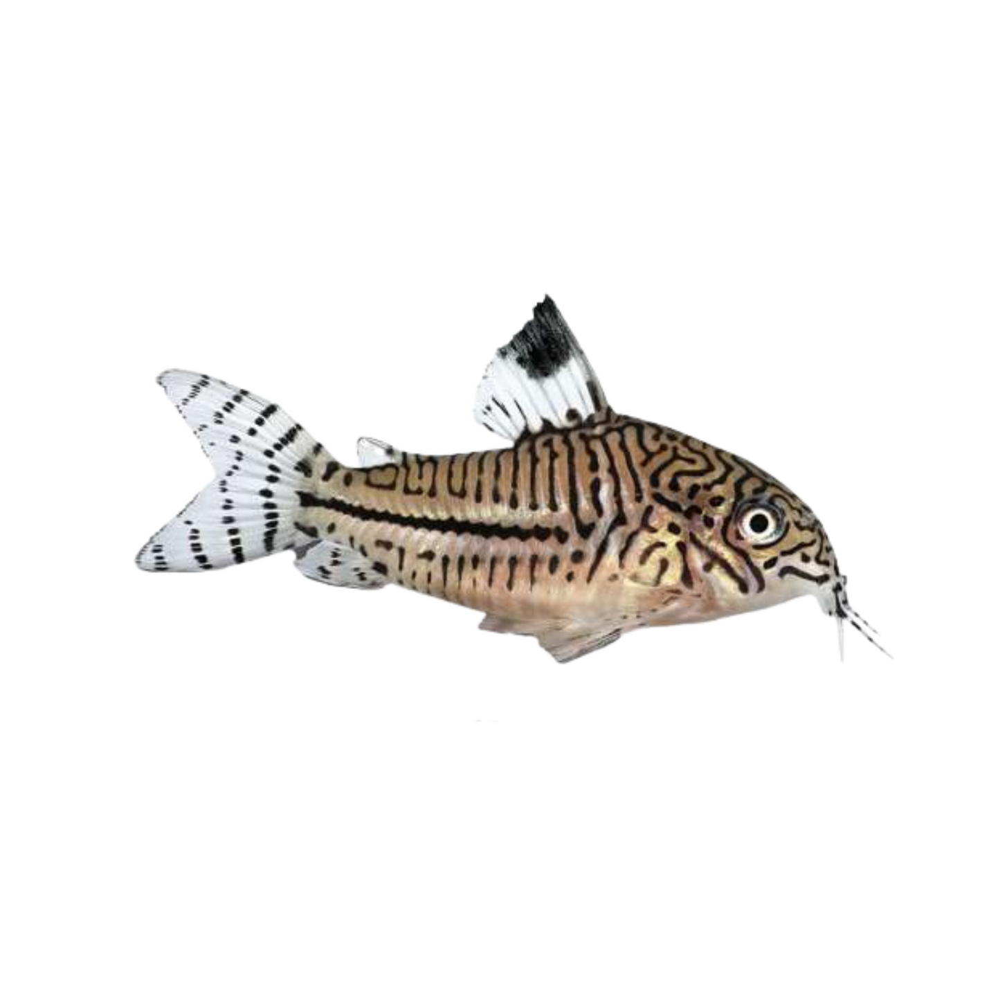 Coridora Leopardo (Corydoras julii)