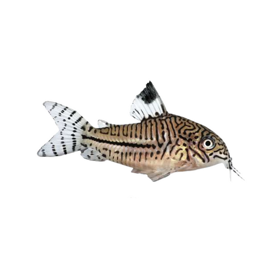 Coridora Leopardo (Corydoras julii)