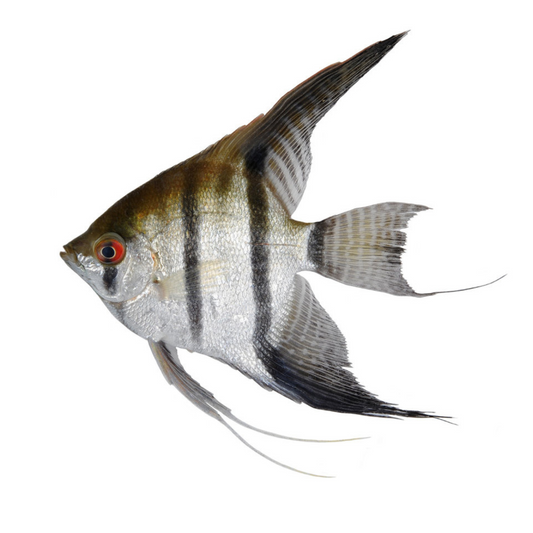 Escalar Sortido (Pterophyllum scalare)