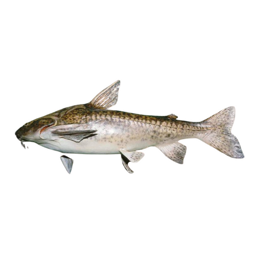 Pterodoras Granulosus