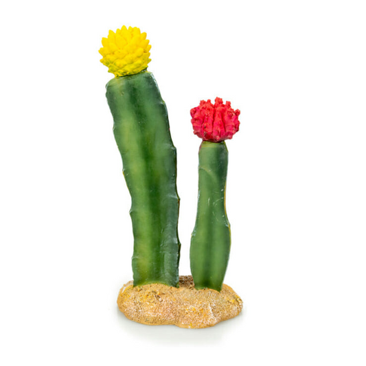 Cactus 6