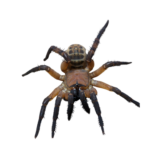 Liphistius yangae