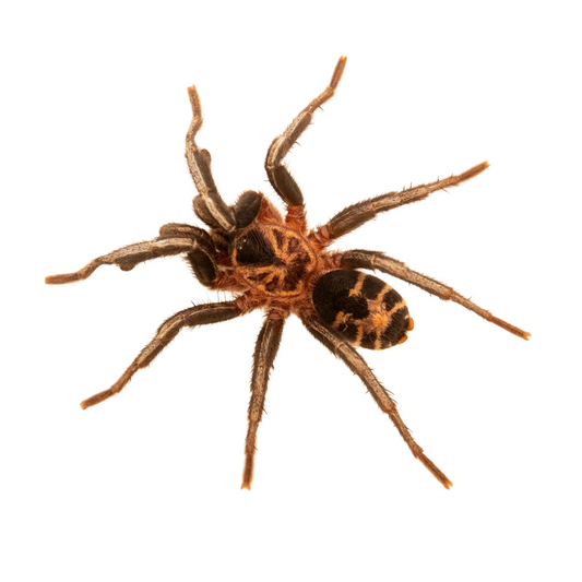 Cyriocosmus leetzi