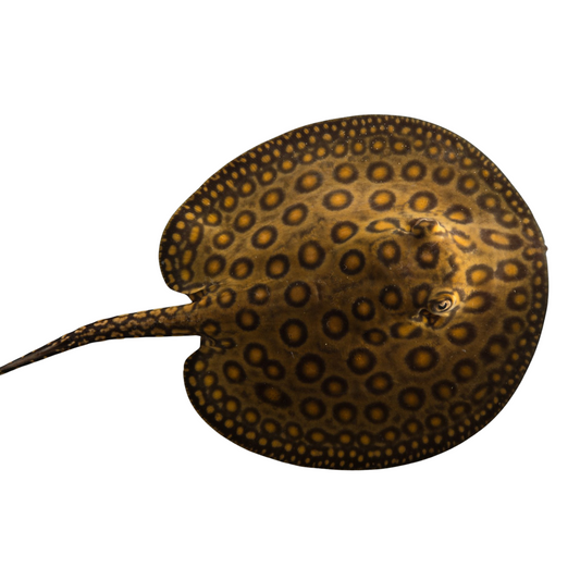 Raia Motoro (Potamotrygon motoro)