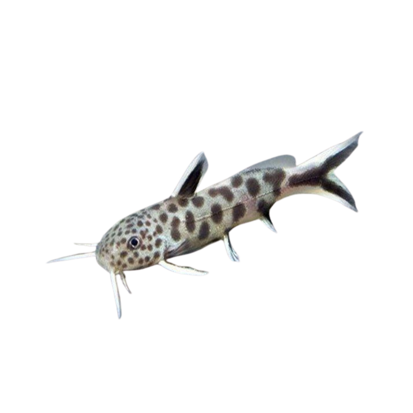 synodontis petricola