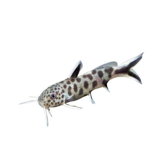 synodontis petricola