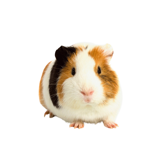 Porquinho-da-India Pêlo Liso (Cavia porcellus)
