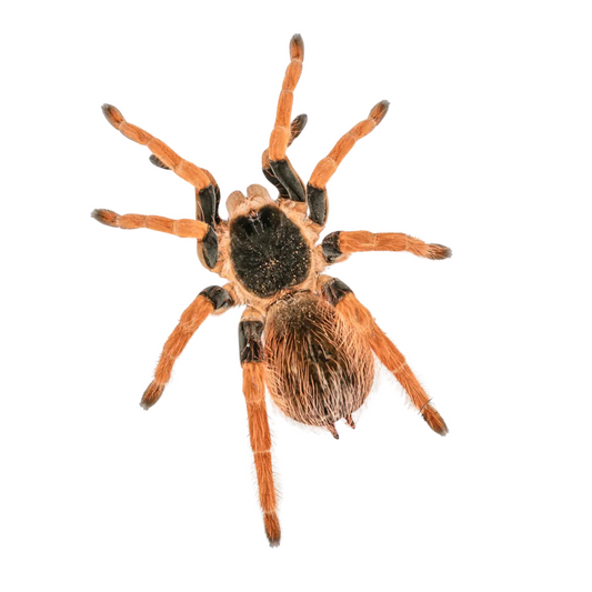 Megaphobema robustus