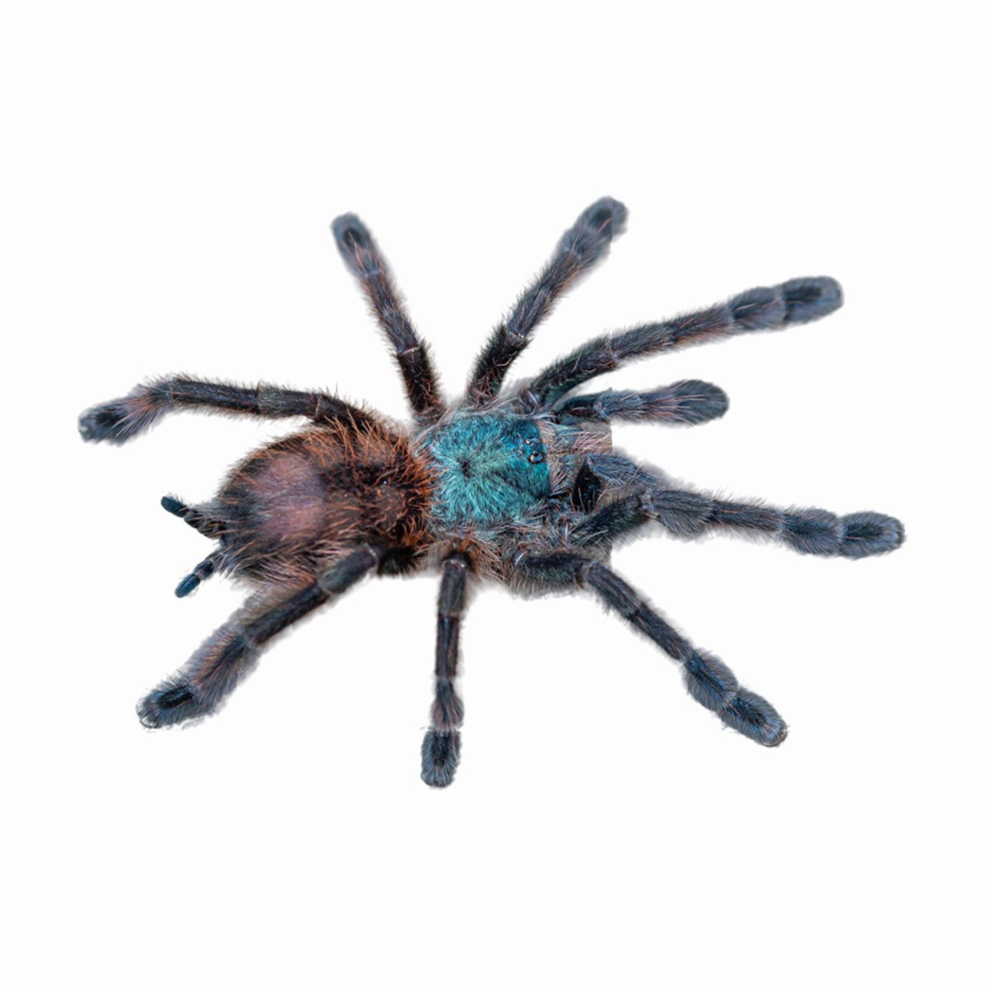 Caribena versicolor – Jaspet