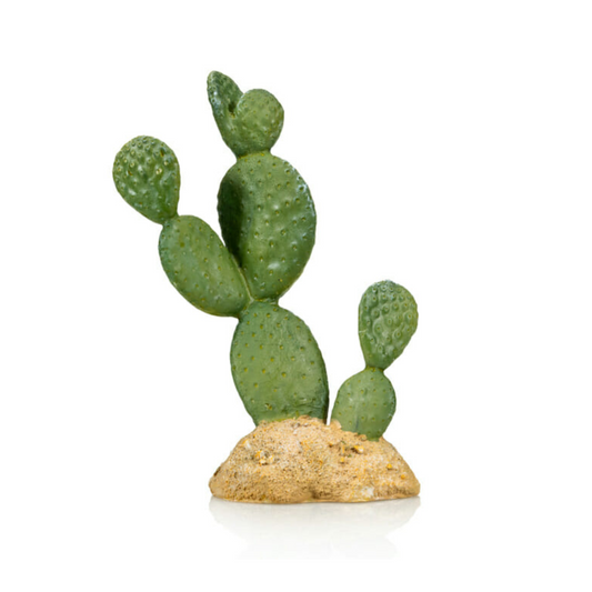 Cactus 7