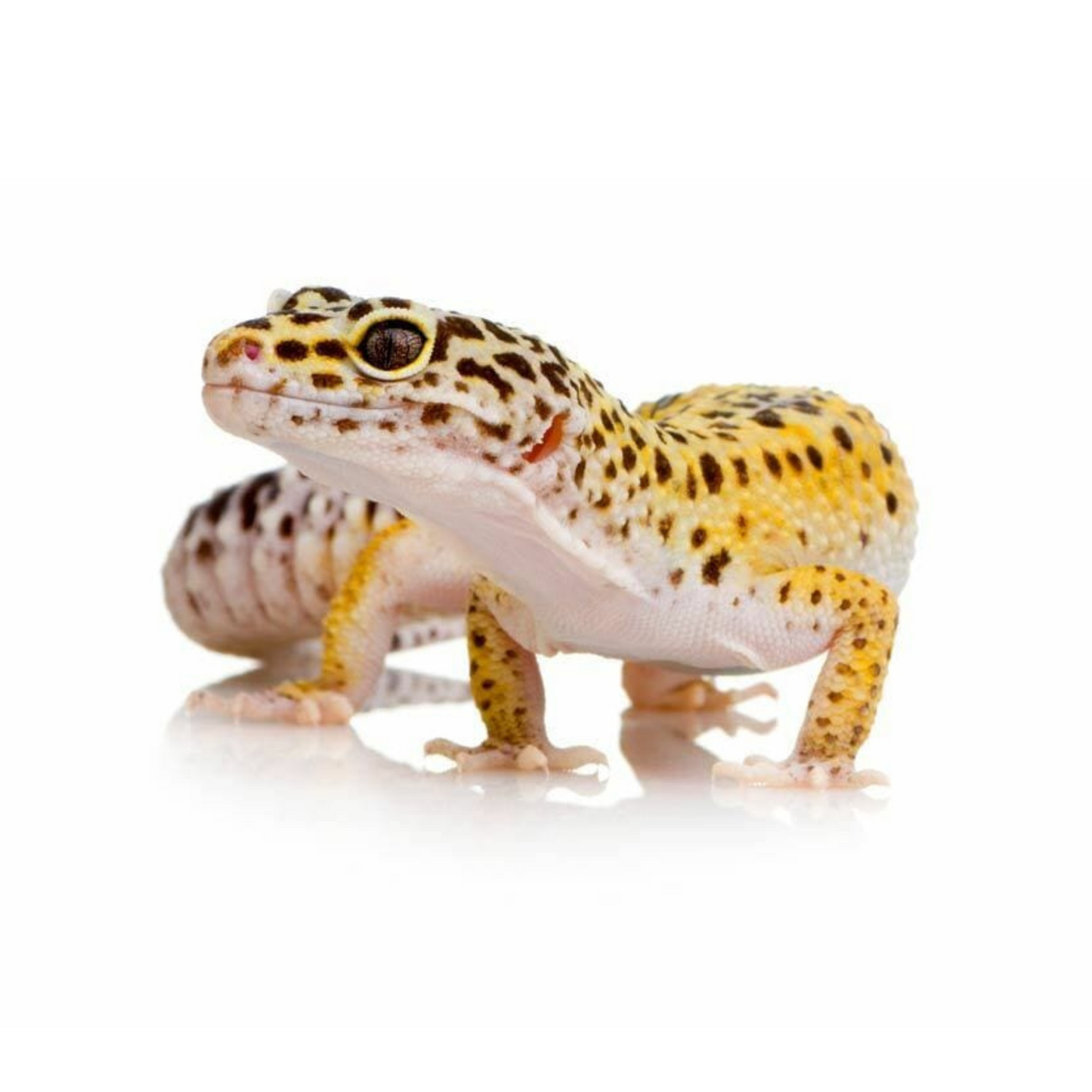 Gecko Leopardo (Eublepharis macularius)