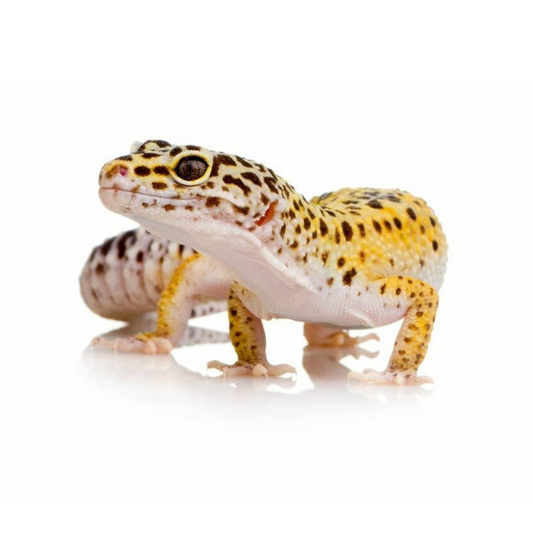 Gecko Leopardo (Eublepharis macularius)