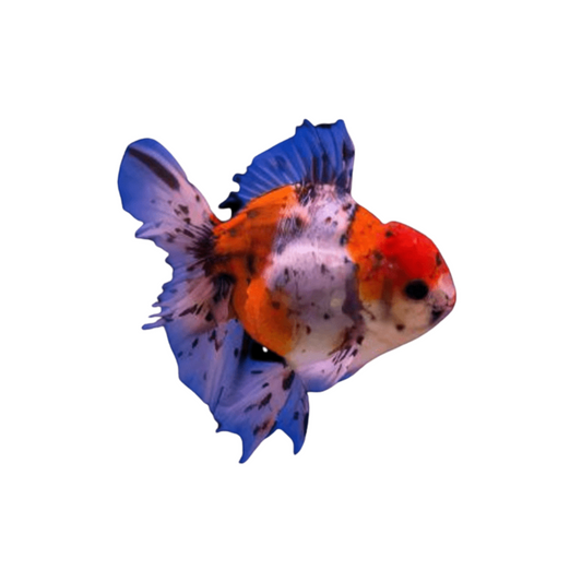 Oranda Calico (carassius auratus)