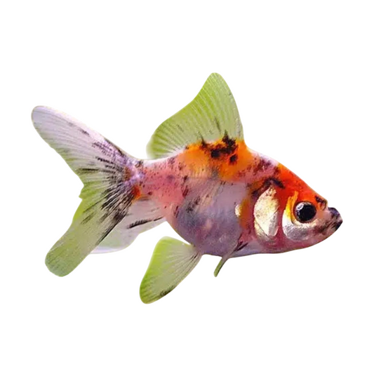 Fantail Calico (carassius auratus)