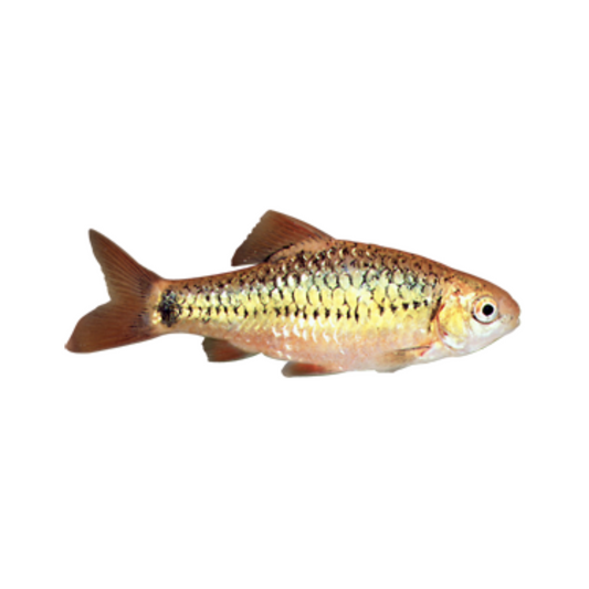 Barbo-ouro (Barbodes semifasciolatus)