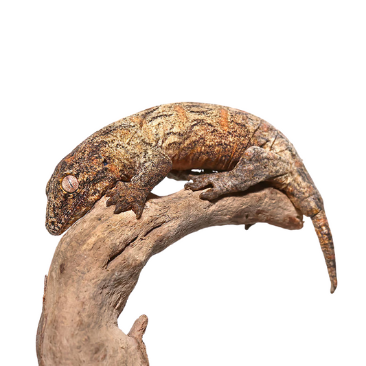 Gecko Gigante Leachianus (Rhacodactylus leachianus)