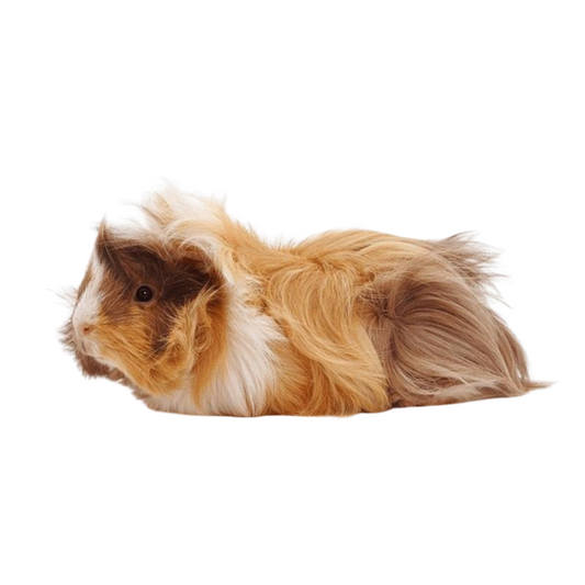 Porquinho-da-India Pêlo Frizado (Cavia porcellus)