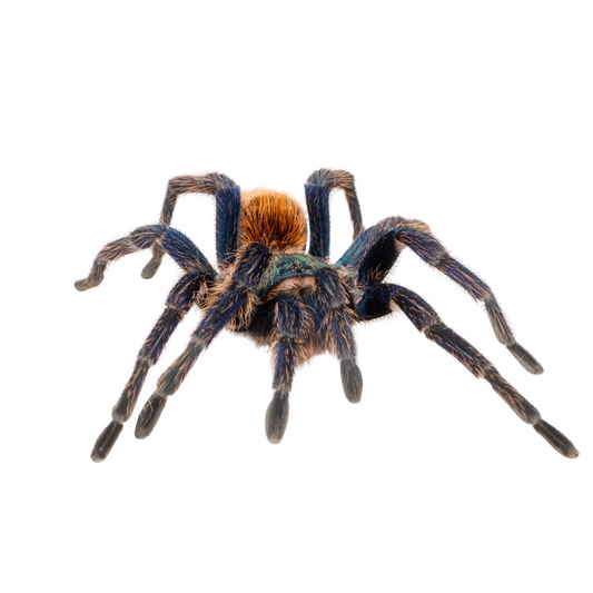 Chromatopelma cyaneopubescens