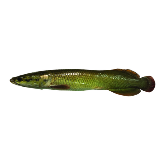 Pirarucu (Arapaima gigas)