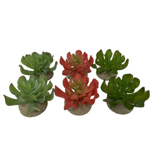Planta Terrário Echeveria 🌿