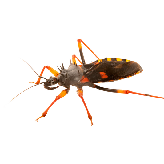 Assassin Bug (Psytalla horrida)