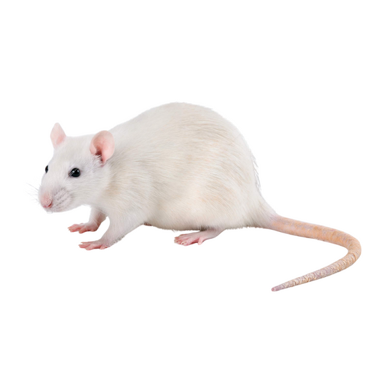 Rato Siamês Dumbo Branco (Rattus norvegicus)