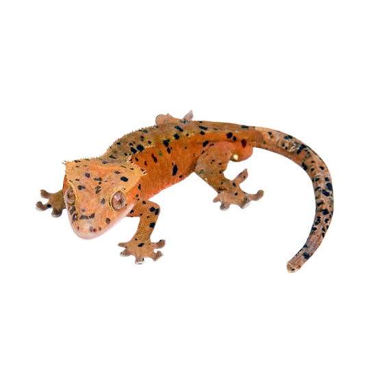 Gecko de crista Dálmata (Correlophus ciliatus)