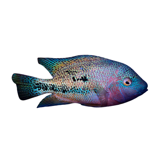 Vieja Hartwegi  (Tailbar cichlid)